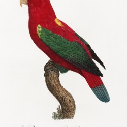 Chattering lory 