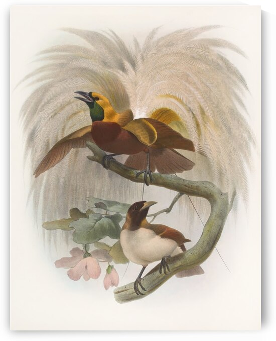 Paradisea minor 1873 by IStockHistory com