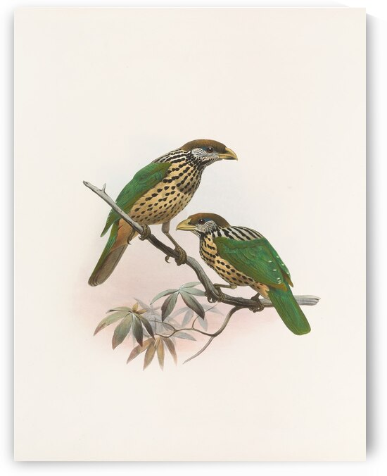 Ailuraedus buccoides 1873 by IStockHistory com