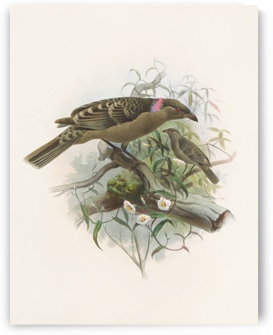 Chlamydodera nuchalis 1873  by IStockHistory com