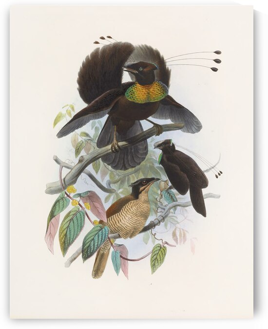Parotia sexpennis 1873 by IStockHistory com
