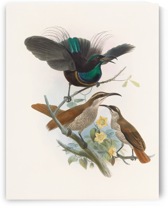 Ptiloris Alberti 1873 by IStockHistory com