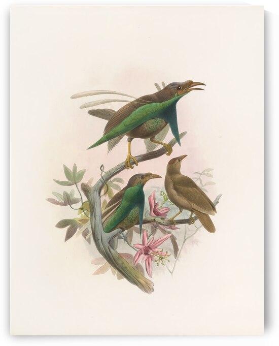 Semioptera Wallacii 1873 by IStockHistory com