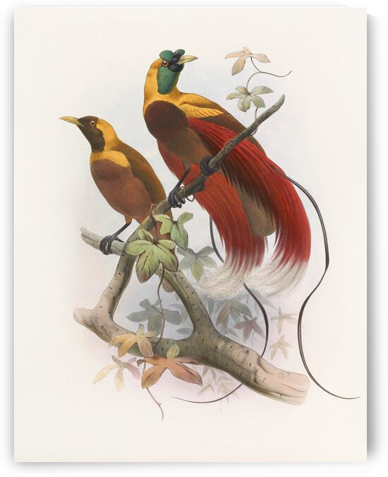 Paradisea sanguinea 1873 by IStockHistory com