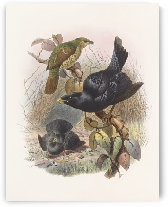 Ptilorhynchus violaceus 1873 by IStockHistory com