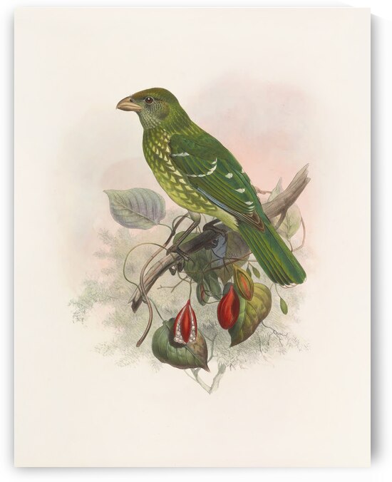 Ailuraedus crassirostris 1873 by IStockHistory com