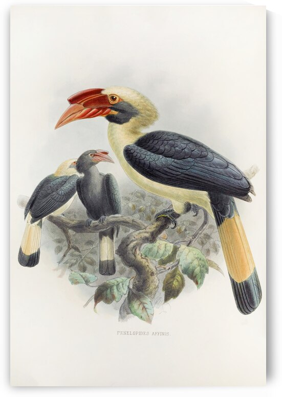 Penelopides affinis 1882 by IStockHistory com