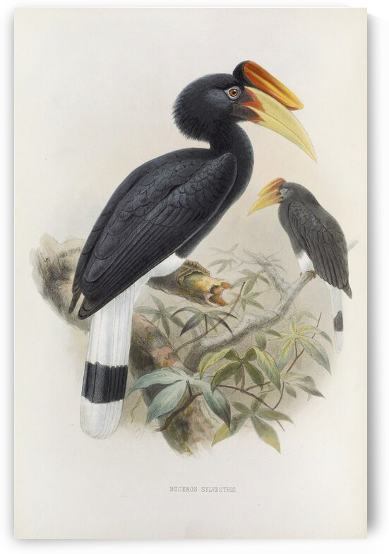 Buceros sylvestris 1882 by IStockHistory com