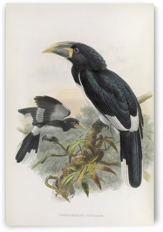 Pholidophalus fistulator 1882 by IStockHistory com