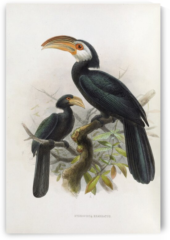 Hydrocissa exarhatus 1882 by IStockHistory com