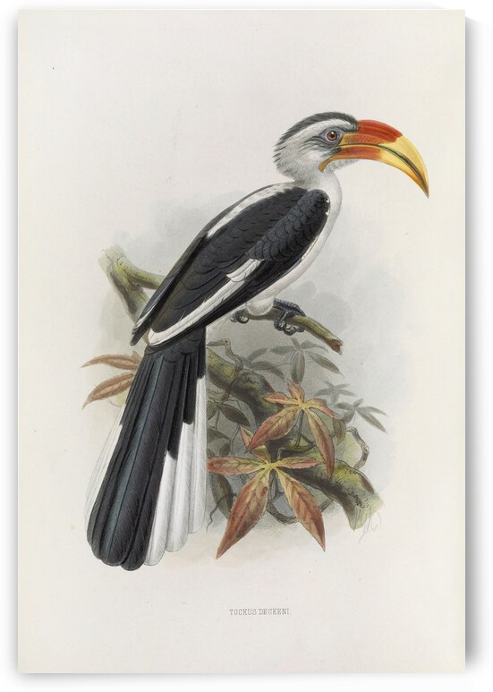 Tockus deckeni 1882 by IStockHistory com