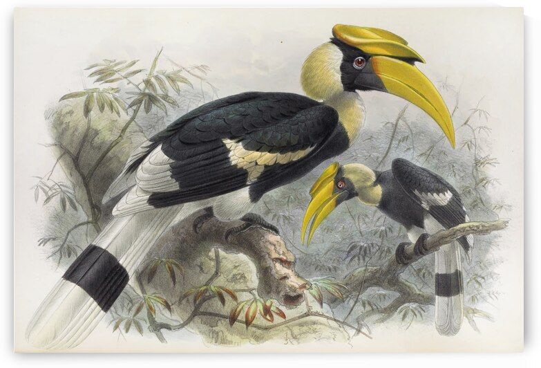 Dichoceros bicornis 1882 by IStockHistory com