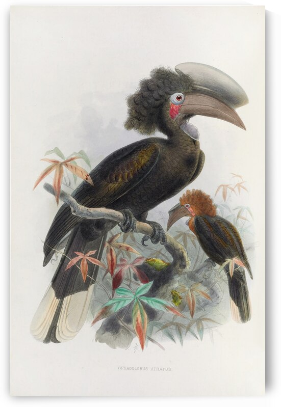 Sphagolobus atratus 1882 by IStockHistory com