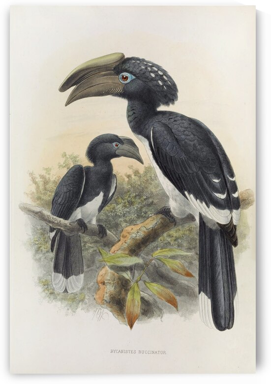 Bycanistes buccinator 1882 by IStockHistory com