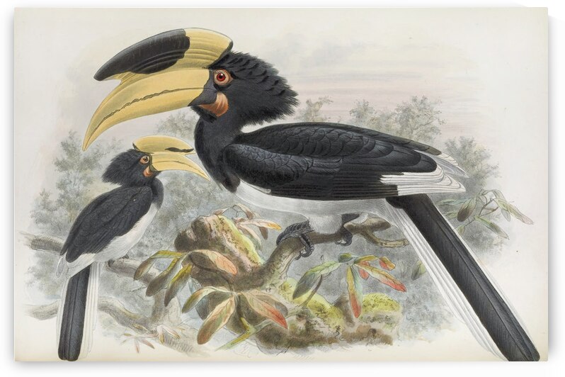 Anthracoceros coronatus 1882 by IStockHistory com