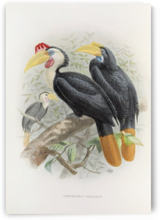 Cranorrhinus corrugatus 1882 by IStockHistory com