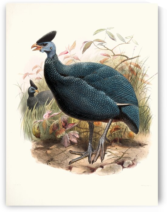 Numida plumifera. 1872 by IStockHistory com