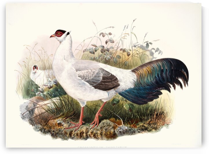 Crossoptilon thibetanum. 1872 by IStockHistory com