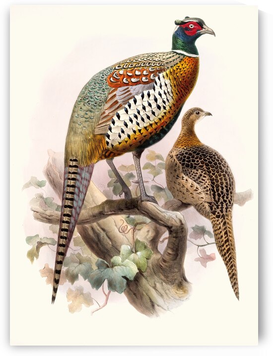 Phasianus formosanus. 1872 by IStockHistory com