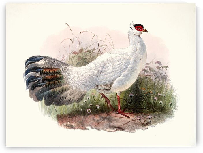 Crossoptilon Drouynii. 1872 by IStockHistory com