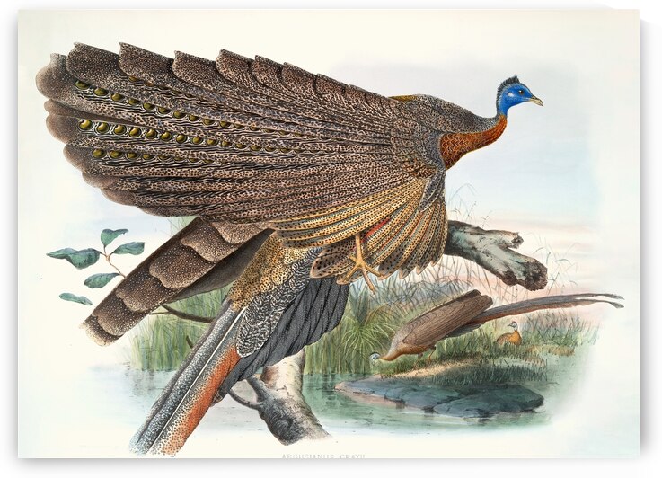 Argus Grayi. 1872 by IStockHistory com