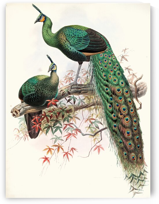 Pavo muticus. 1872 by IStockHistory com