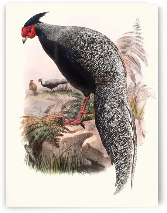 Euplocamus Andersoni. 1872 by IStockHistory com