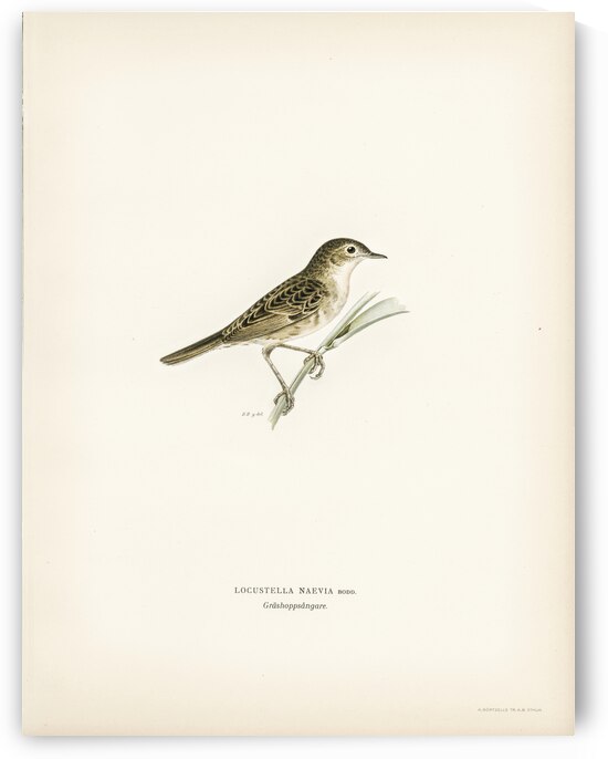 Locustella naevia by IStockHistory com