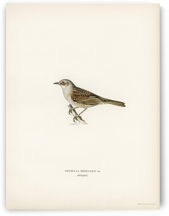 Prunella modularis by IStockHistory com