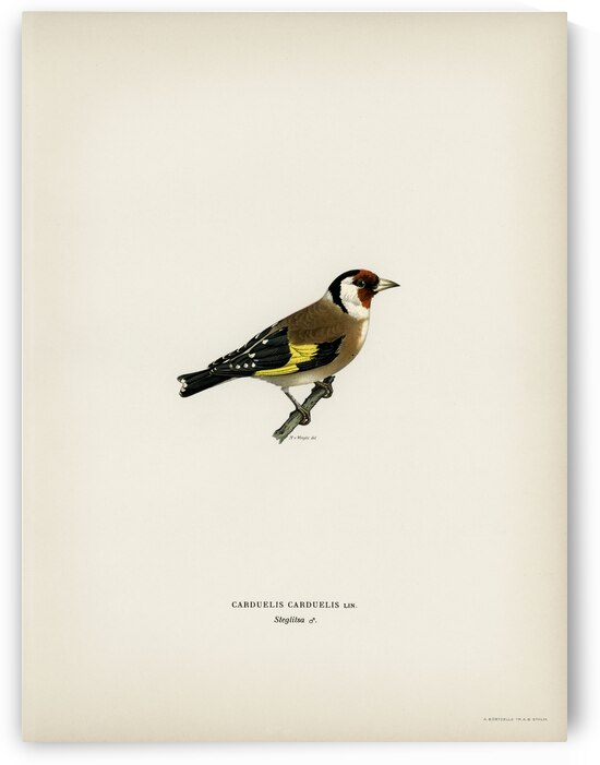 European Goldfinch Carduelis carduelis by IStockHistory com
