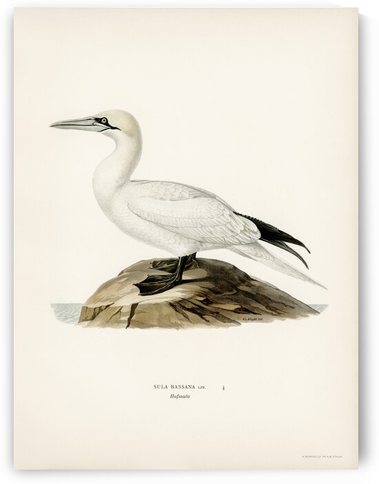 Sula bassana by IStockHistory com