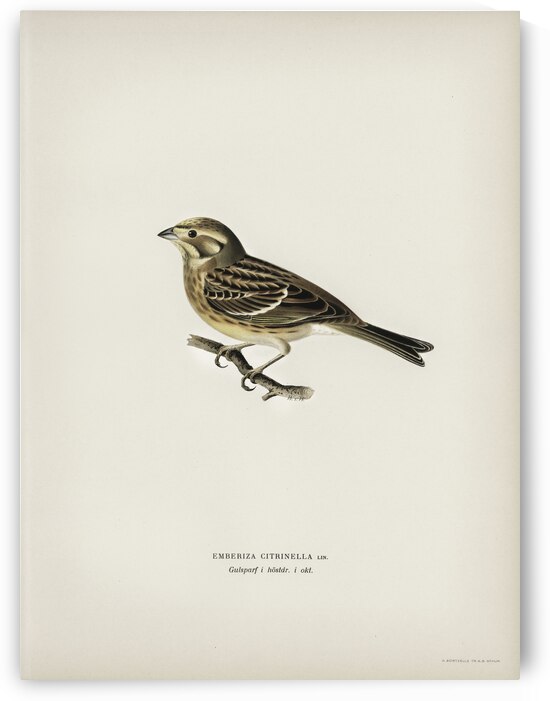 Yellowhammer Emberiza citrinella by IStockHistory com
