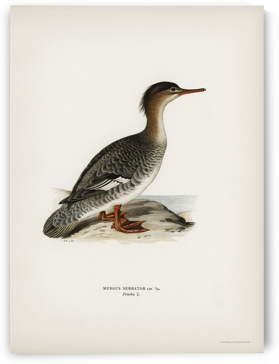 Mergus serrator by IStockHistory com