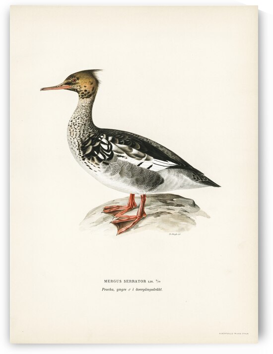 Mergus serrator by IStockHistory com