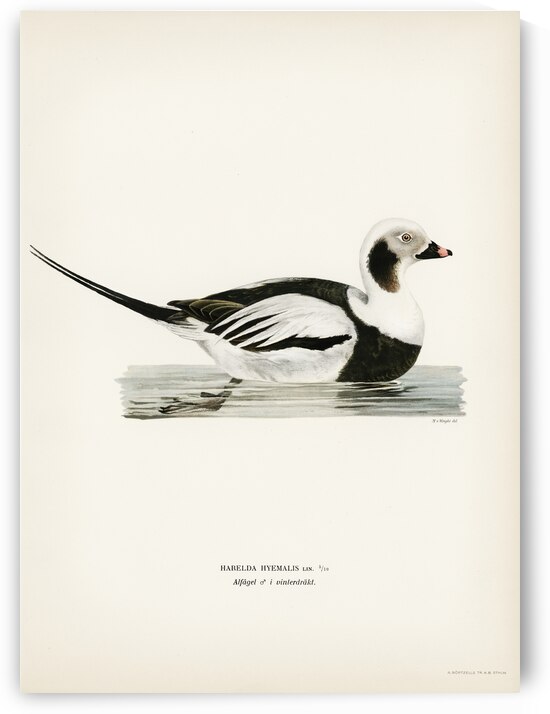 Long-tailed Duck male Harelda hyemalis by IStockHistory com