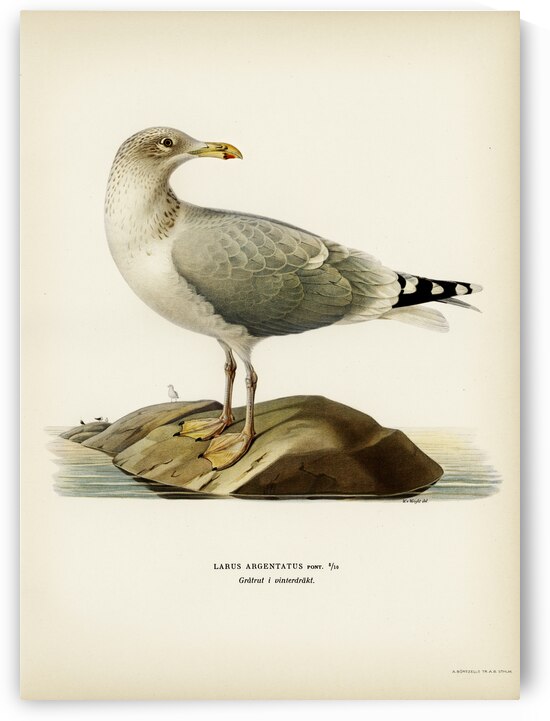 European herring gull Larus argentatus by IStockHistory com