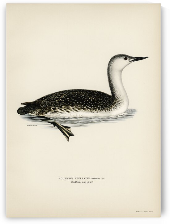 Red-thoated loon Colymbus stellatus by IStockHistory com