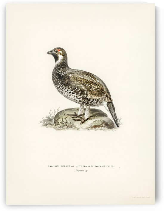 lyrurus tetrix tetrastes bonasia by IStockHistory com