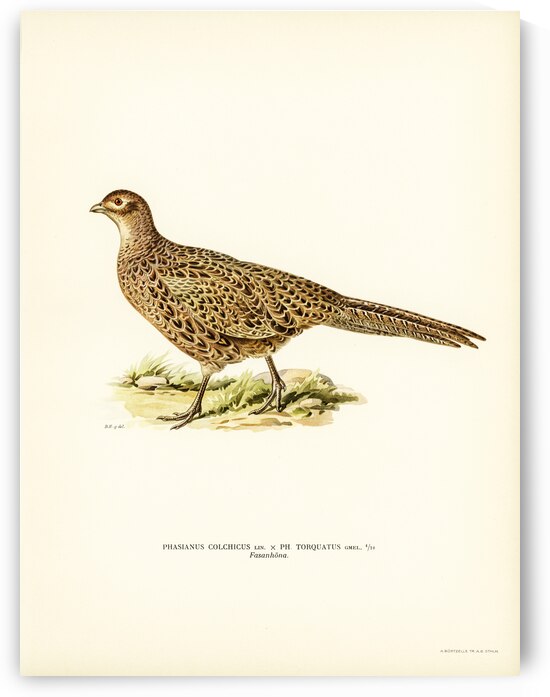 Pheasant Phasianus Colchicus by IStockHistory com