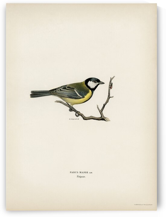 Talgoxe PARUS MAJOR LIN. by IStockHistory com