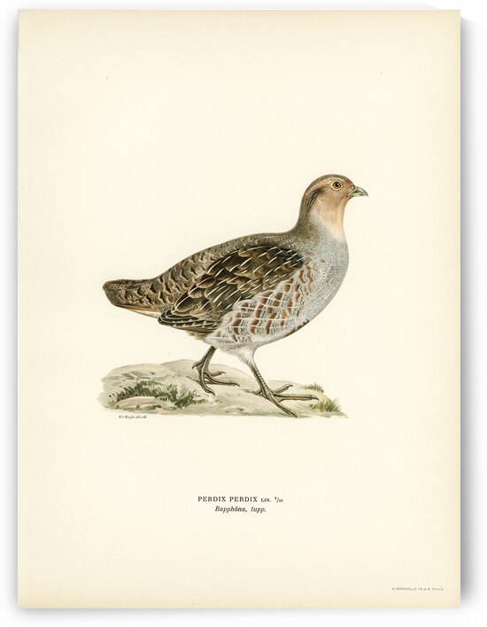 Grey partridge Perdix perdix by IStockHistory com