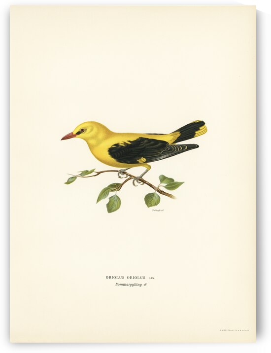 Eurasian golden oriole male Oriolus oriolus bird by IStockHistory com