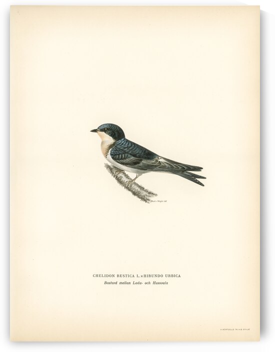 Hybrid between common house-martin and barn swallow Chelidon rustica L.xHirundo urbica by IStockHistory com