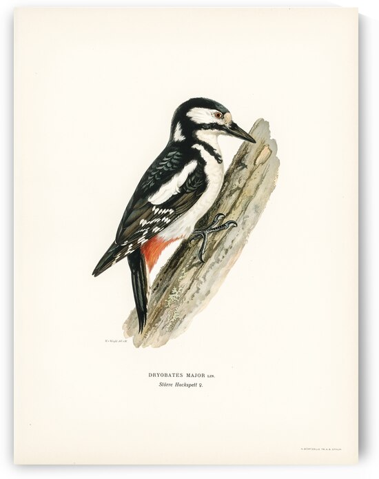 Great spotted woodpecker-female ♀ Dryobates major by IStockHistory com