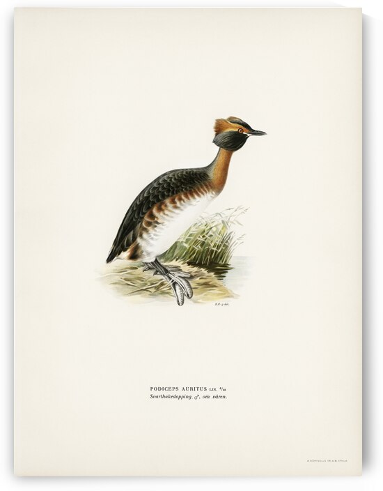Horned grebe-in spring Podiceps auritus by IStockHistory com