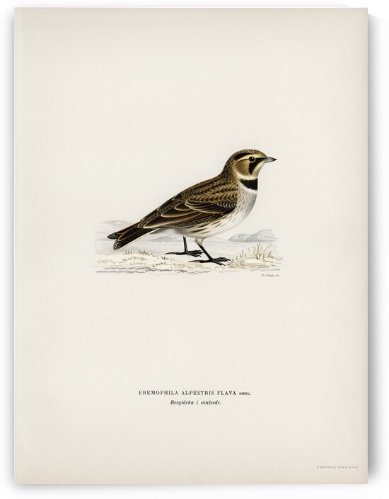 Horned lark Eremophila alpestris flava by IStockHistory com