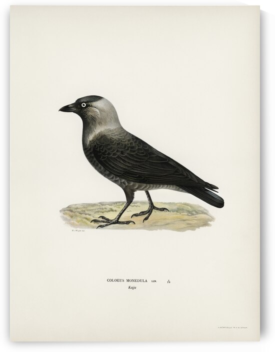 Western jackdaw Coloeus monedula by IStockHistory com