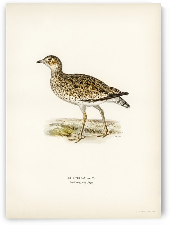 Little bustard Otis tetrax by IStockHistory com