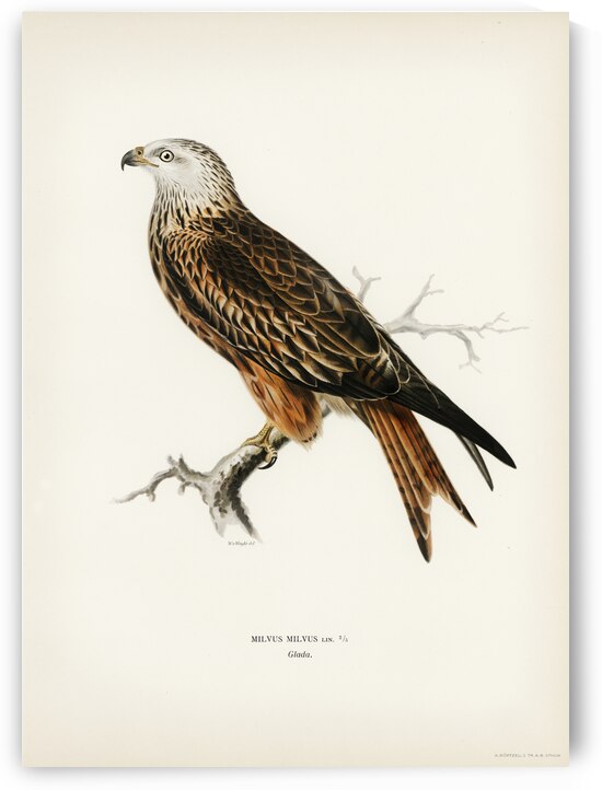 Red Kite Milvus milvus by IStockHistory com