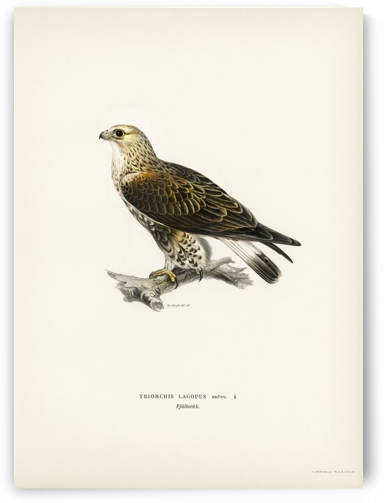Rough-legged Hawk TRIORCHIS LAGOPUS by IStockHistory com